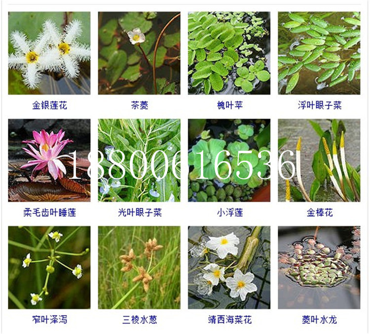 菹草为多年生沉水草本植物,生于池塘,湖泊,溪流中,静