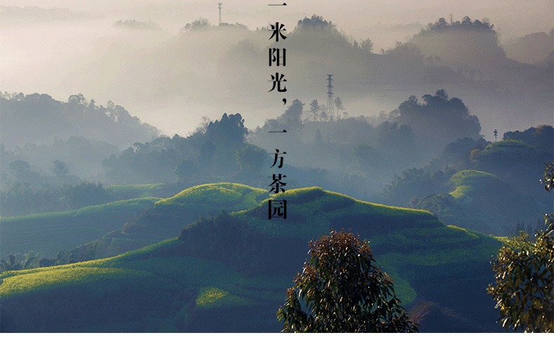 蒙顶山茶 绿茶 2016明前春茶特级蒙顶山问叶200g