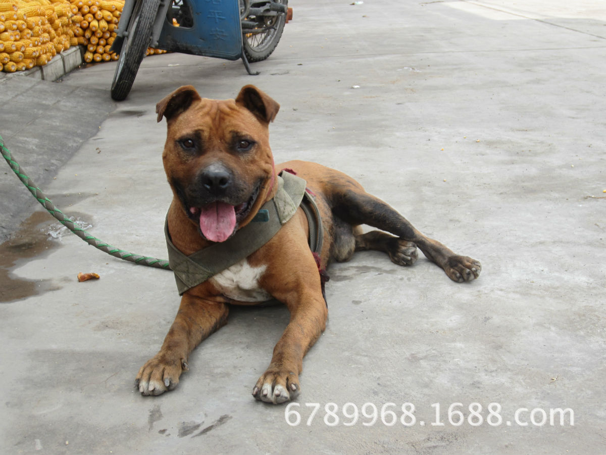 海东纯种杜高犬幼崽多少钱一只_黑狼犬多少钱一只_山东立业犬舍