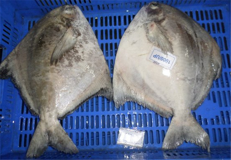 斗鲳 规格1000g以上 中国鲳 燕鲳 冷冻水产品 绿色无污染