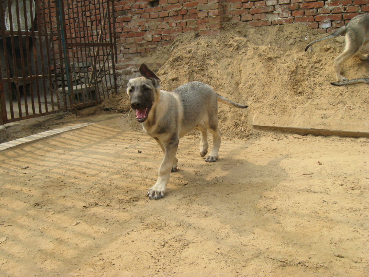 狼青犬幼犬价格 纯种狼青犬多少钱 狼青犬公犬看家的狗