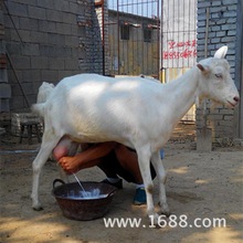 萨能奶山羊现在多少钱一只目前奶山羊价格养殖场大量出售