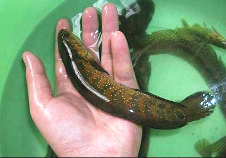 供应七星鱼种苗 花星鱼苗 月鳢鱼苗 山斑鱼苗 点秤鱼苗 中.