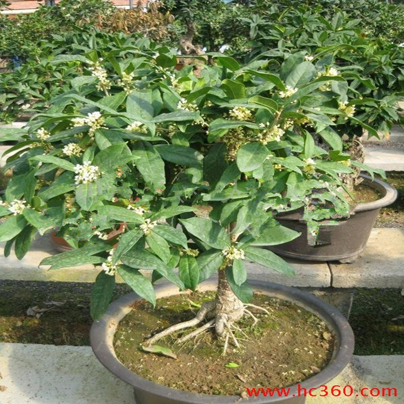 批发四季长青名贵树种 四季桂花苗 四季桂树苗 盆栽庭院绿化