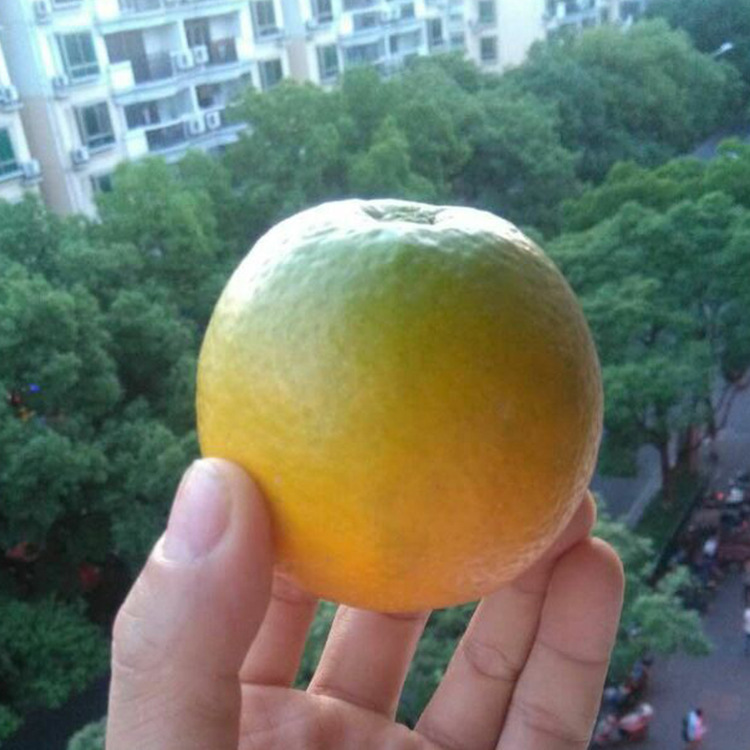 美国脐橙_美国脐橙供应商_美国脐橙批发市场