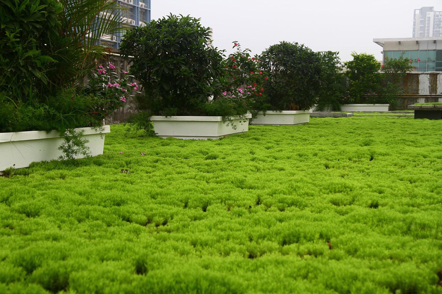 快速覆绿泡沫盆-空中绿化整体解决方案提供商-深圳市桃洲园林环保科技