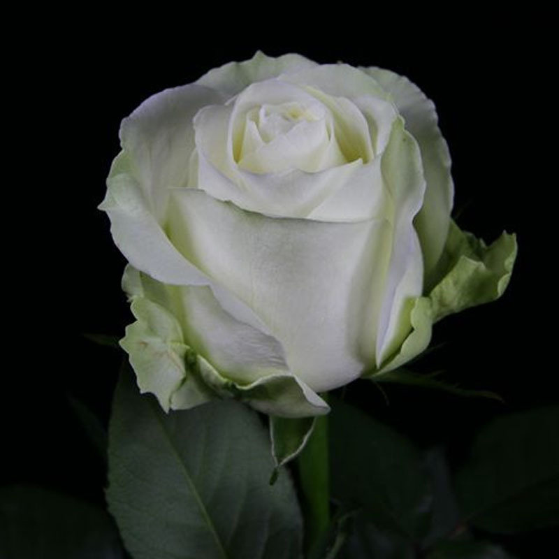 雪山白玫瑰批发婚庆玫瑰昆明鲜花云南鲜花基地北京上海情人节鲜花