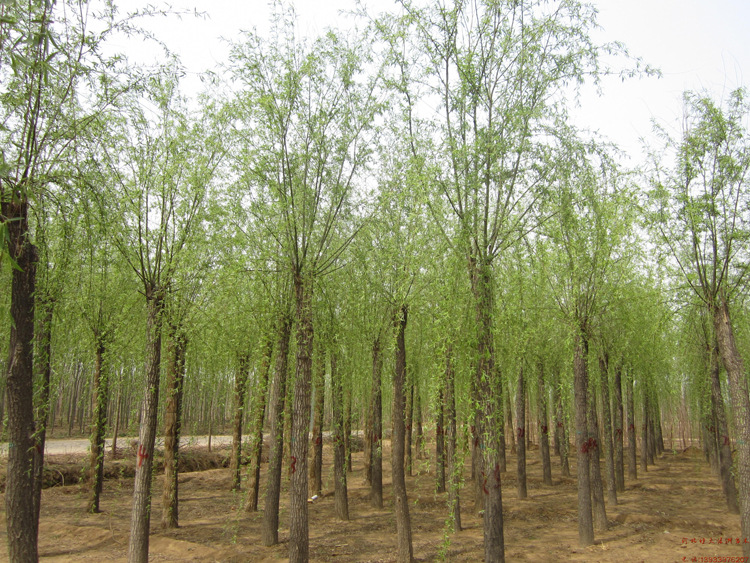中国杨树产业网 杨树供应 基地直销垂柳 品牌 梦庭轩 垂柳,高大落叶
