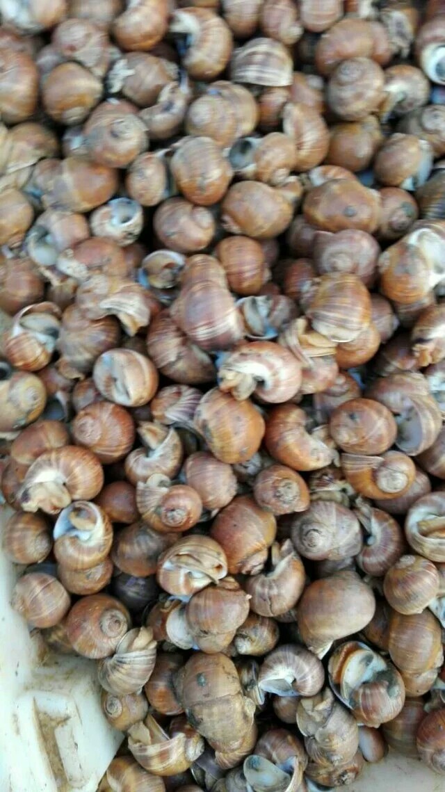 鲜活扁玉螺白盖罗 螺蛳类海鲜海产品批发 鲜活水产品一手货源