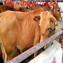 东北肉牛养殖场东北活牛交易市场 重庆肉牛养殖基地