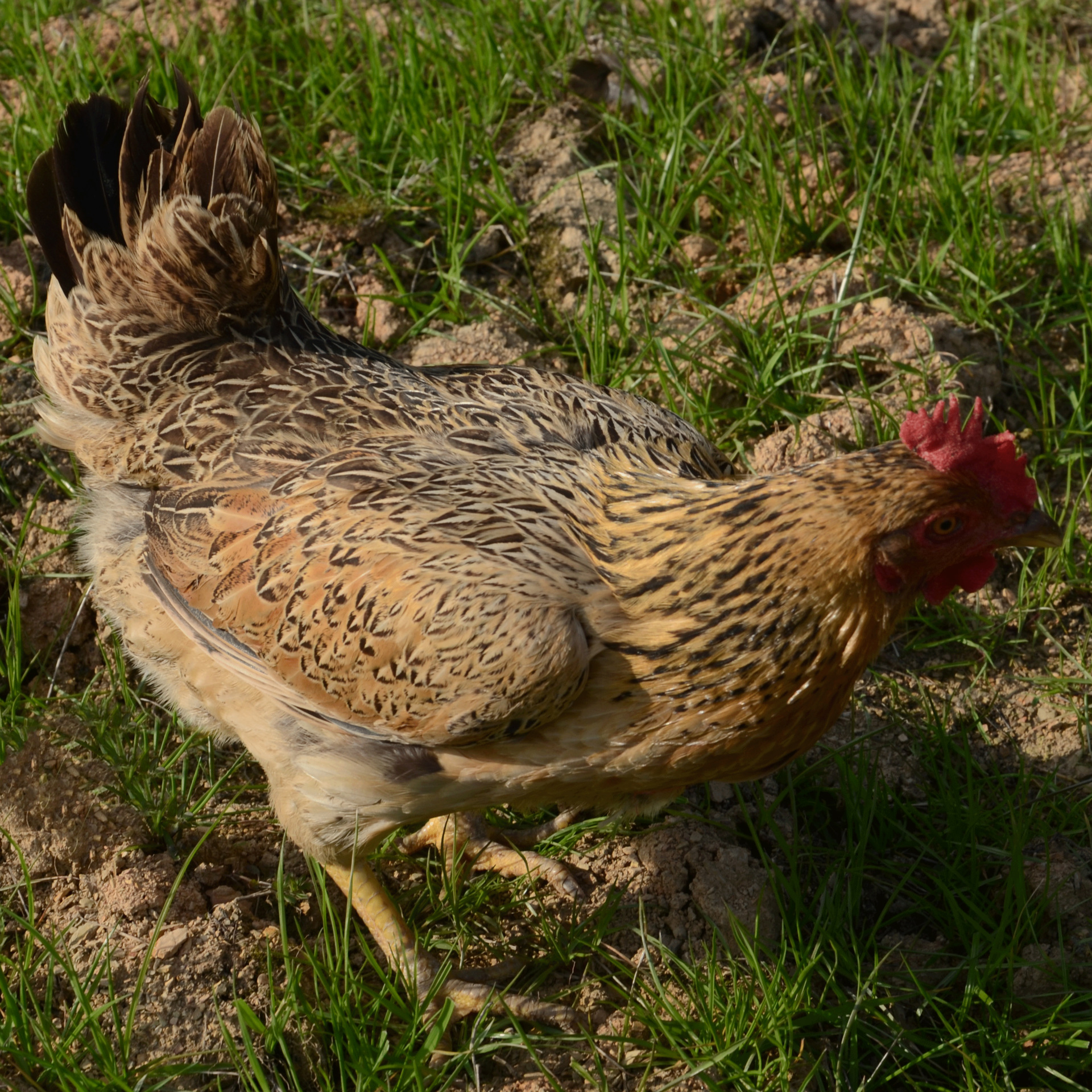 3斤农家原生态放养散养土老母鸡 优质散养常年老母鸡土鸡批发