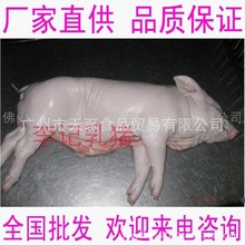 【厂家直供】高品质新鲜/鲜冻乳猪供应批发 质量保证5-5.9斤