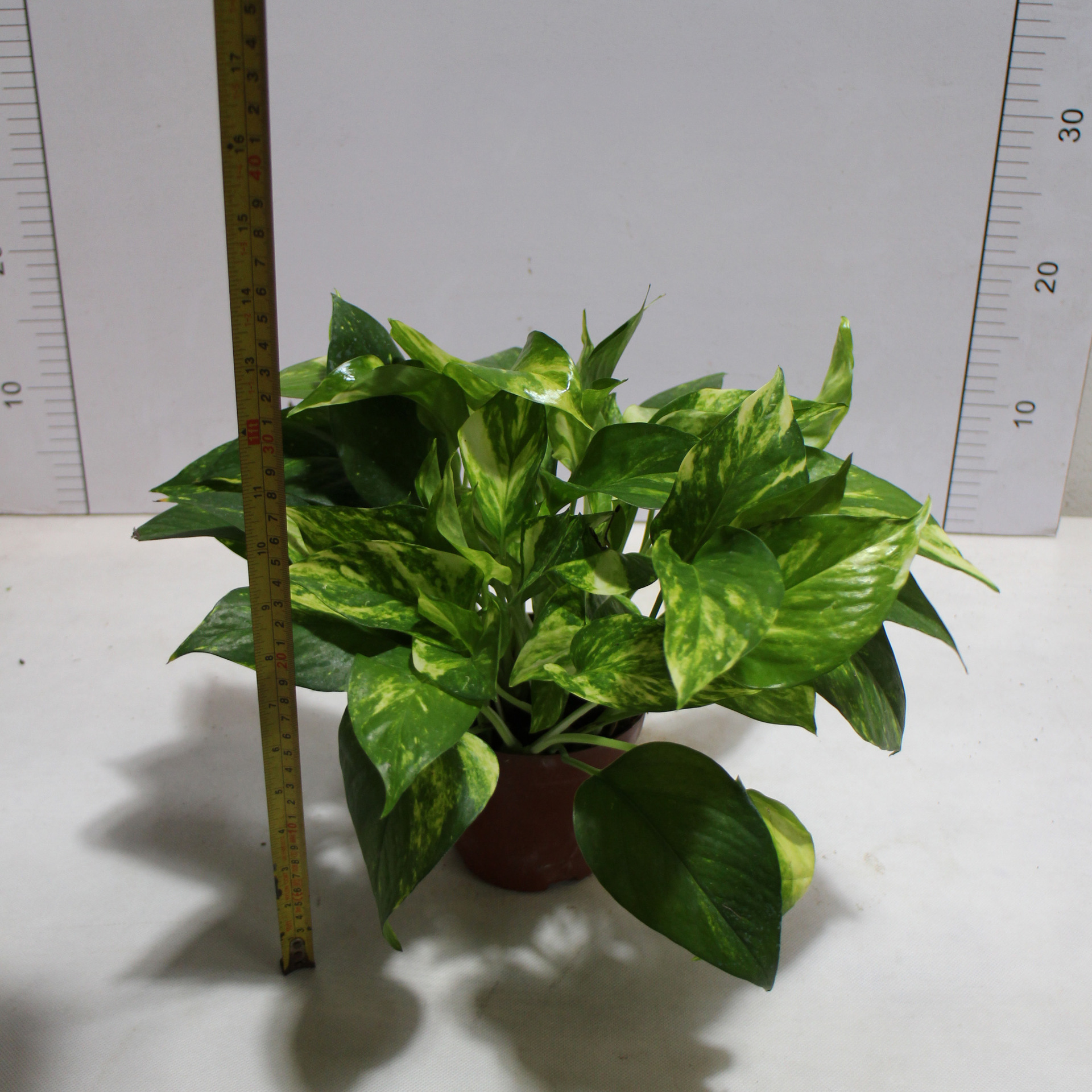 基地直销室内净化空气美化环境吸收甲醛120花叶绿萝