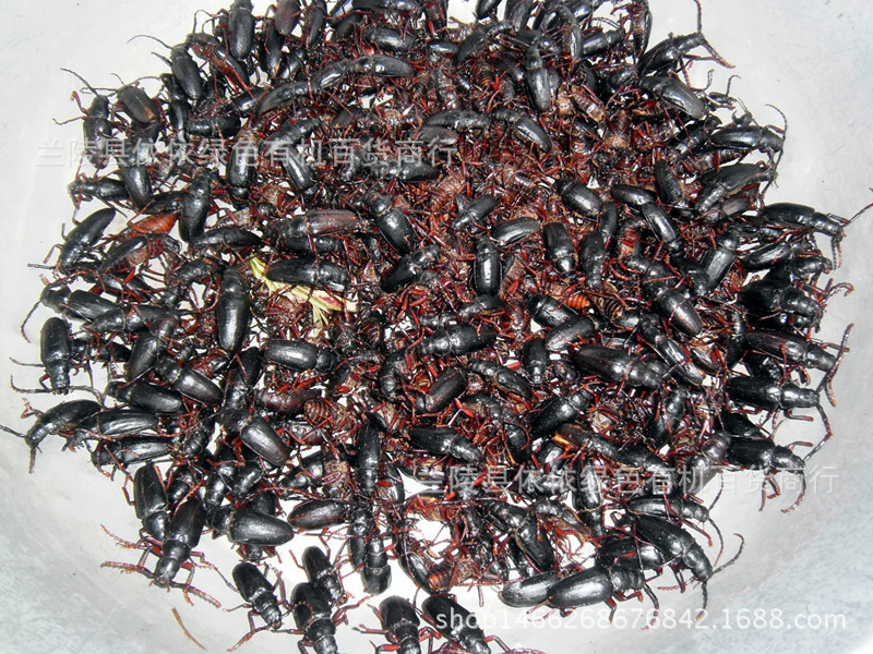 新鲜冷冻 山水牛500克 栓栓牛山山牛 新鲜荒野生昆虫 公.