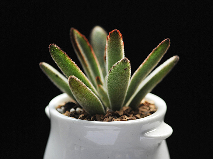 黑兔耳多肉植物办公室盆栽进化空气绿植小盆栽多肉植物黑