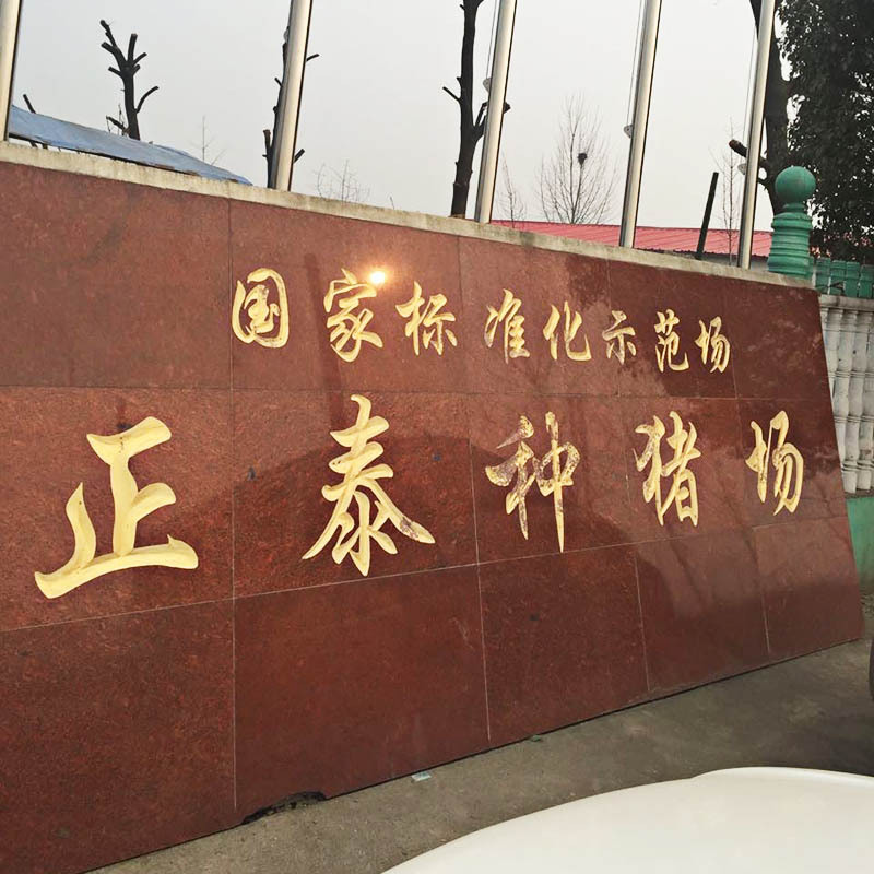 优质种猪三元猪 国际化标准示范养殖高品质长白猪 种猪 批发