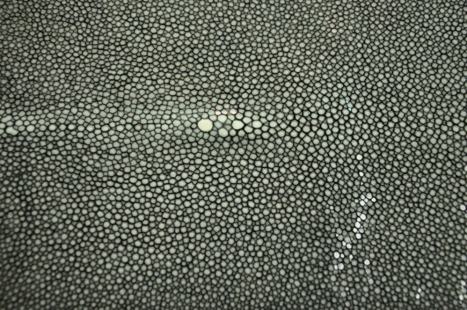 泰国进口a级珍珠鱼皮 魔鬼鱼鞋靴箱包di