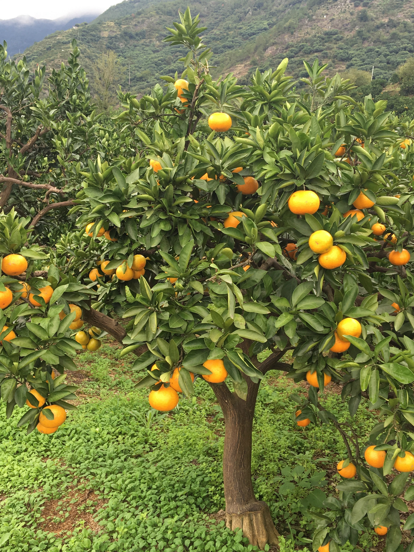 橘子红了,涌泉的深秋硕果累累