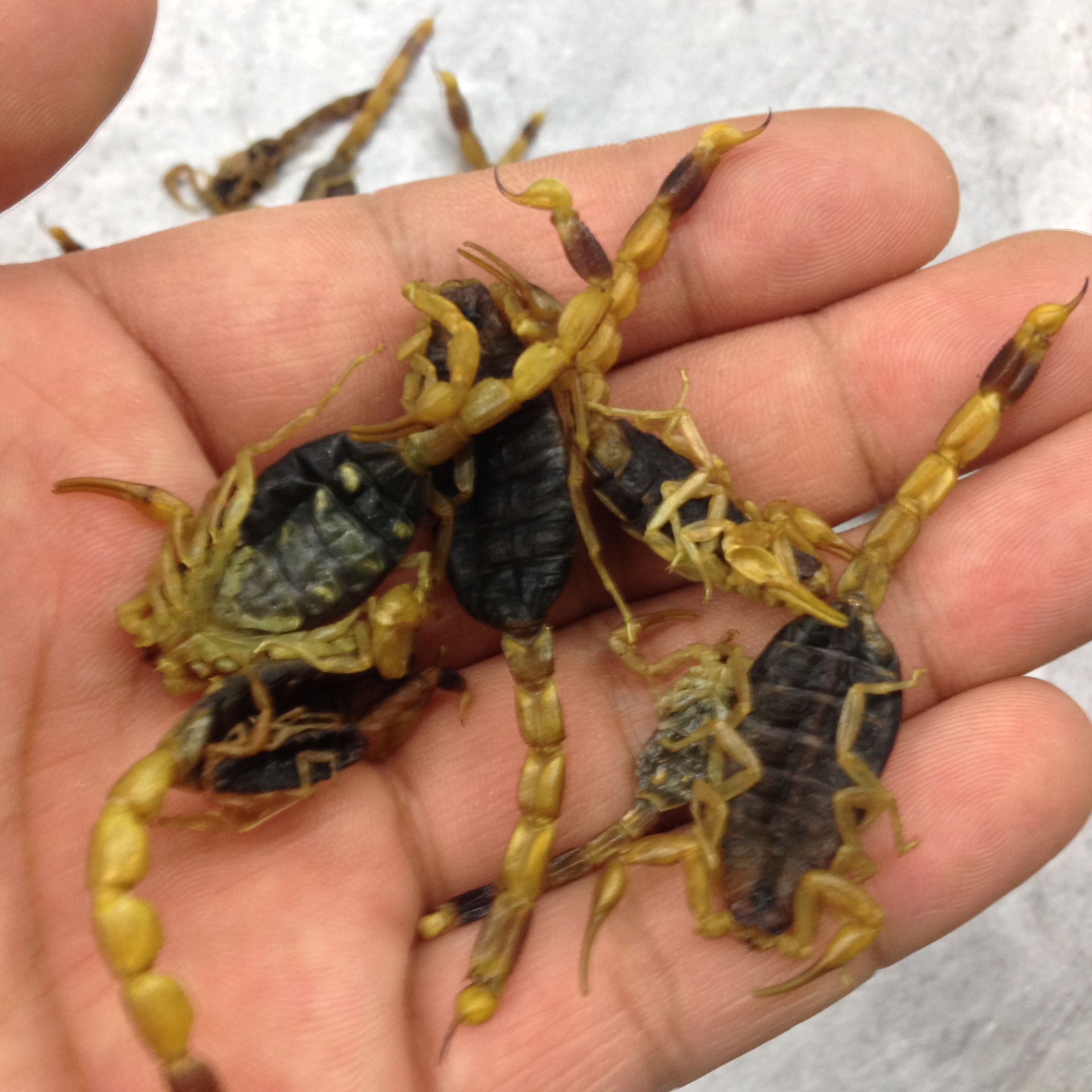 中药材批发蝎子 全虫 动物原药材纯野生全蝎 祛风湿镇头痛