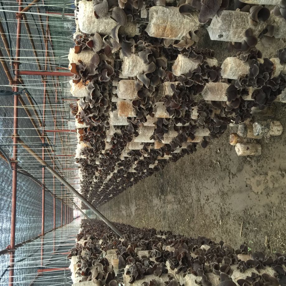 供应高产黑木耳菌棒