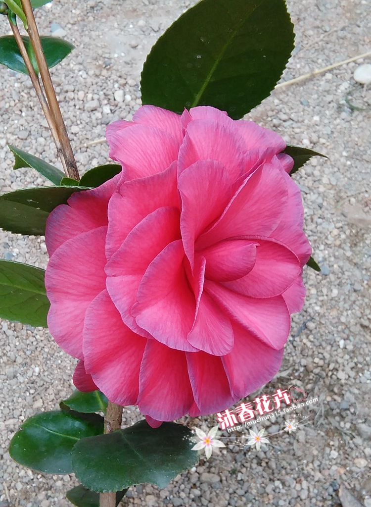 沐春茶花--花贝拉 纯色青叶贝拉茶花 贝拉大玫瑰 16杯25高多枝图片