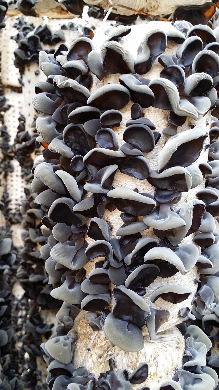 东北特产黑龙江营养滋补野生春木耳250g2