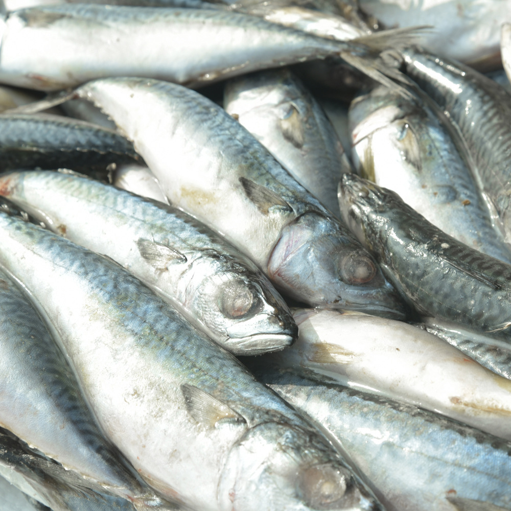 新鲜冷冻青占鱼 厂家直营 专业供应冷冻海鲜