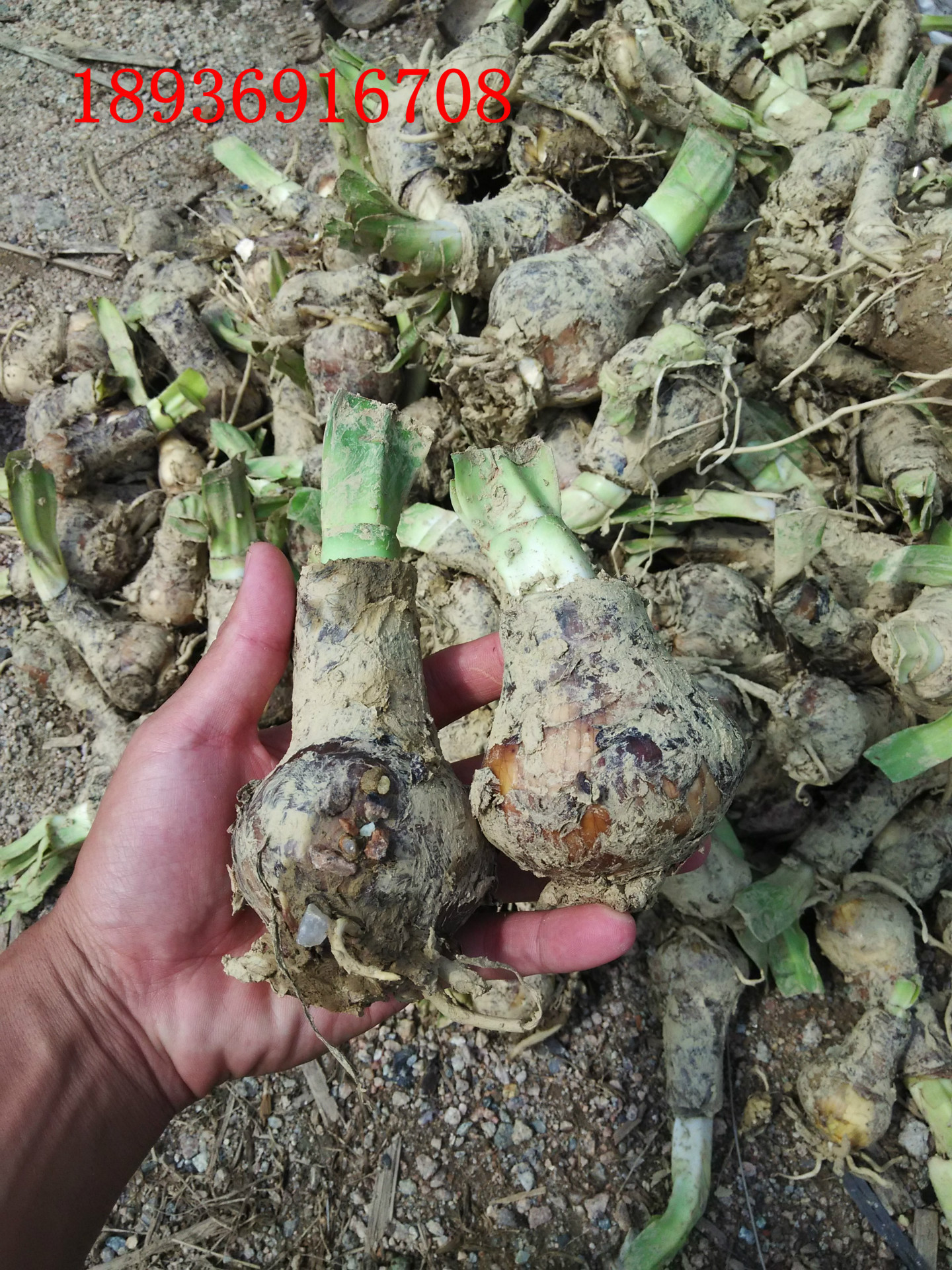 蜘蛛兰种球 美洲水鬼蕉 水鬼蕉 海水仙 螯蟹花 蜘蛛百合