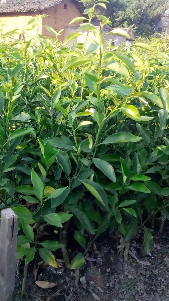 新品 脱毒无菌柑桔苗 世纪红橘子树苗 批发优质世纪红嫁接种.