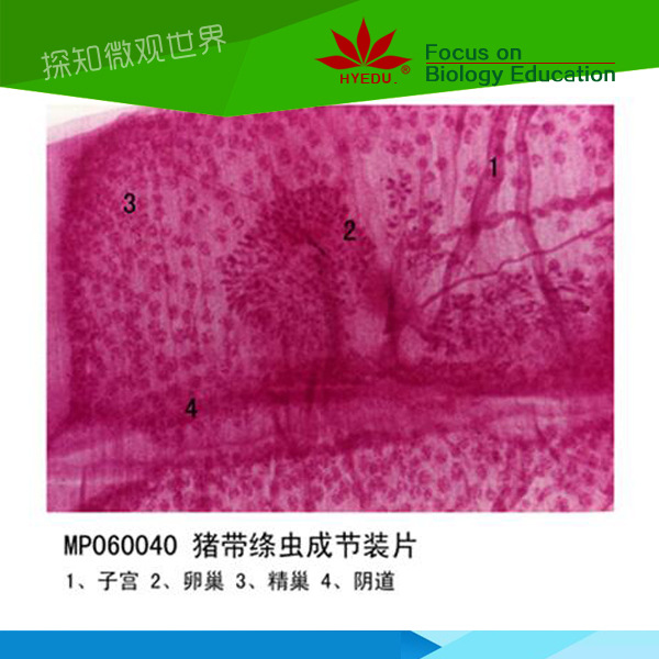 寄生虫装片猪带绦虫切片标本微观结构生物微观切片标本