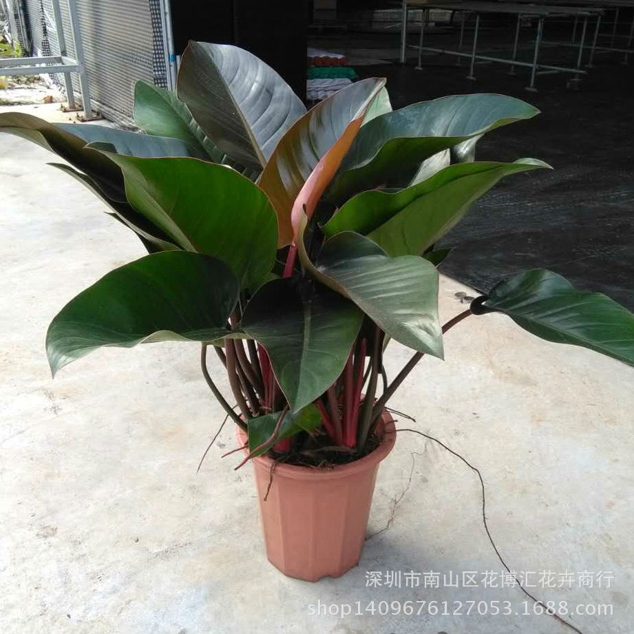 【基地直供】适合室外环境绿化 养眼植物绿化工程绿植盆栽 红金钻