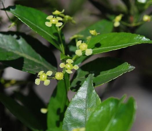 扶芳藤提取物101扶芳藤浓缩粉森冉生物