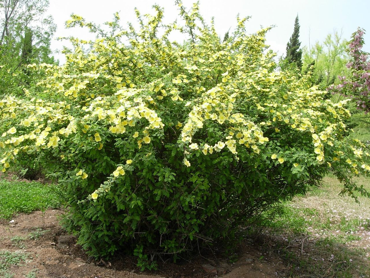 【大量供应】黄刺玫 各种绿化工程用苗黄刺玫小苗黄刺梅品种齐全