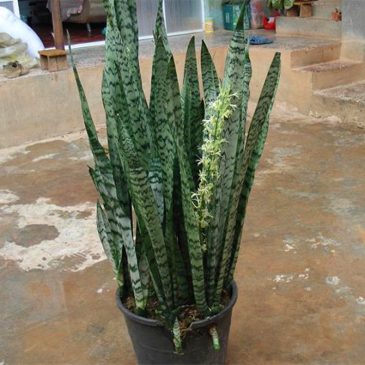 室内盆栽 长叶虎皮兰吸甲醛房屋装修必备 长虎皮兰办公室植物