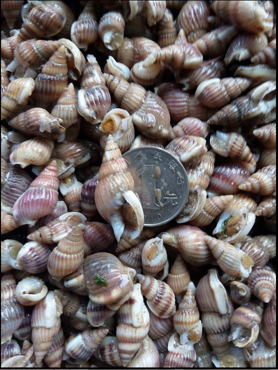 鲜活海螺丝金丝螺酒吧海瓜子海产品批发新鲜活海锥特价海鲜水产品