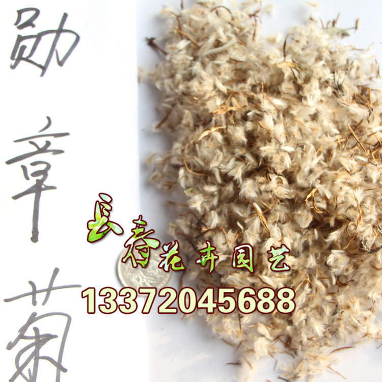 批发优质勋章菊种子 观赏植物 园艺花卉 易种植 勋章菊 量大从优