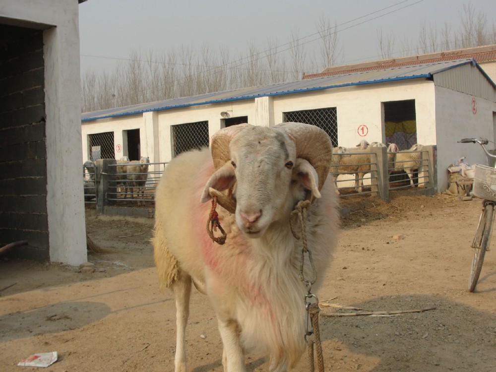 肉羊养殖技术山东大型小尾寒羊养殖场批发小尾寒羊羊羔