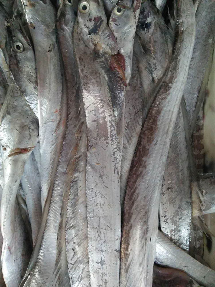 全国供应冷冻海鲜水产批发 冰鲜冷冻带鱼 鱼类批发冷冻白带鱼带鱼