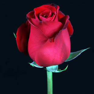 鲜花批发红玫瑰图片 - 海量高清鲜花批发红玫瑰图片