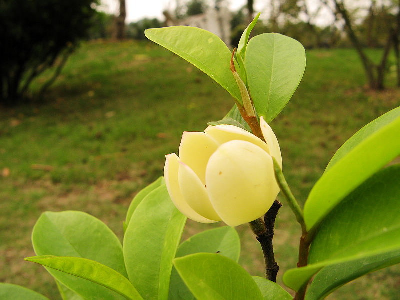 基地大量供应蓬径50-120cm的灌木类绿化苗木含笑球