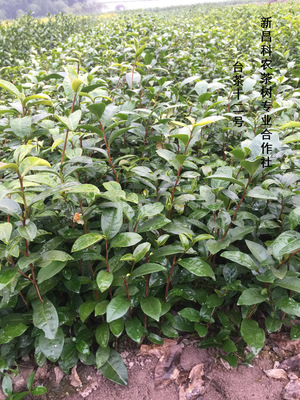 金萱茶苗 台茶12号 纯度保证 质量优 大批量批发