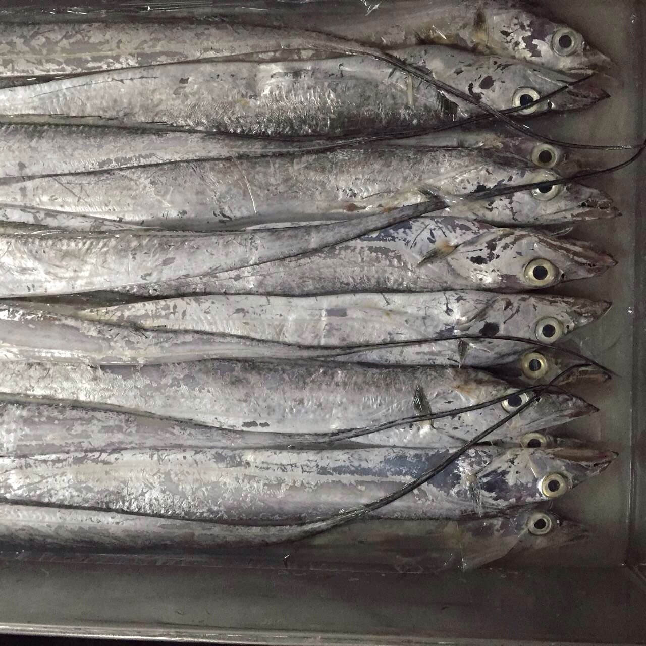 本港海钓冷冻带鱼