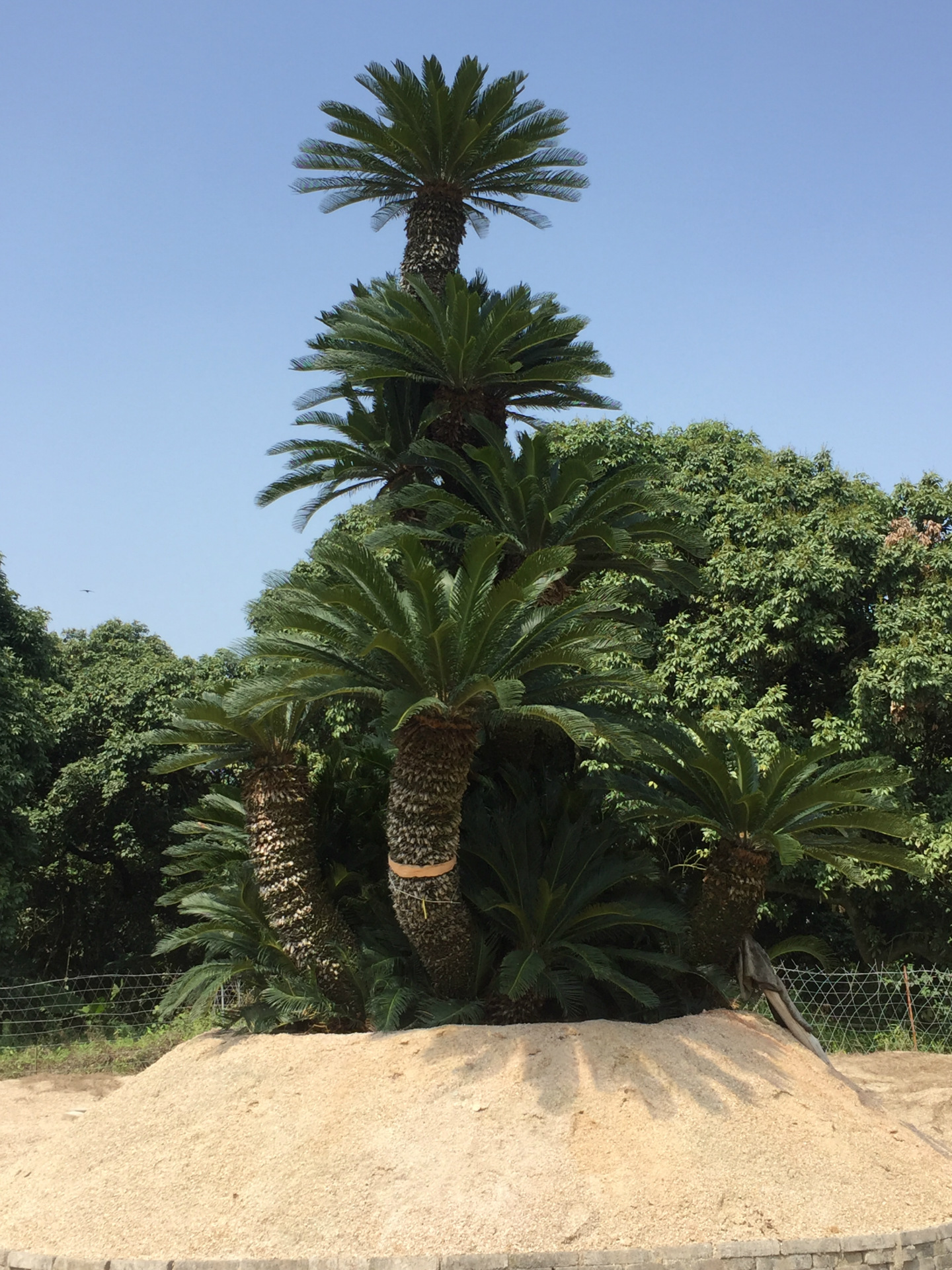 铁树苗盆栽铁树墨西哥铁树盆景日本进口铁树高档别墅专用