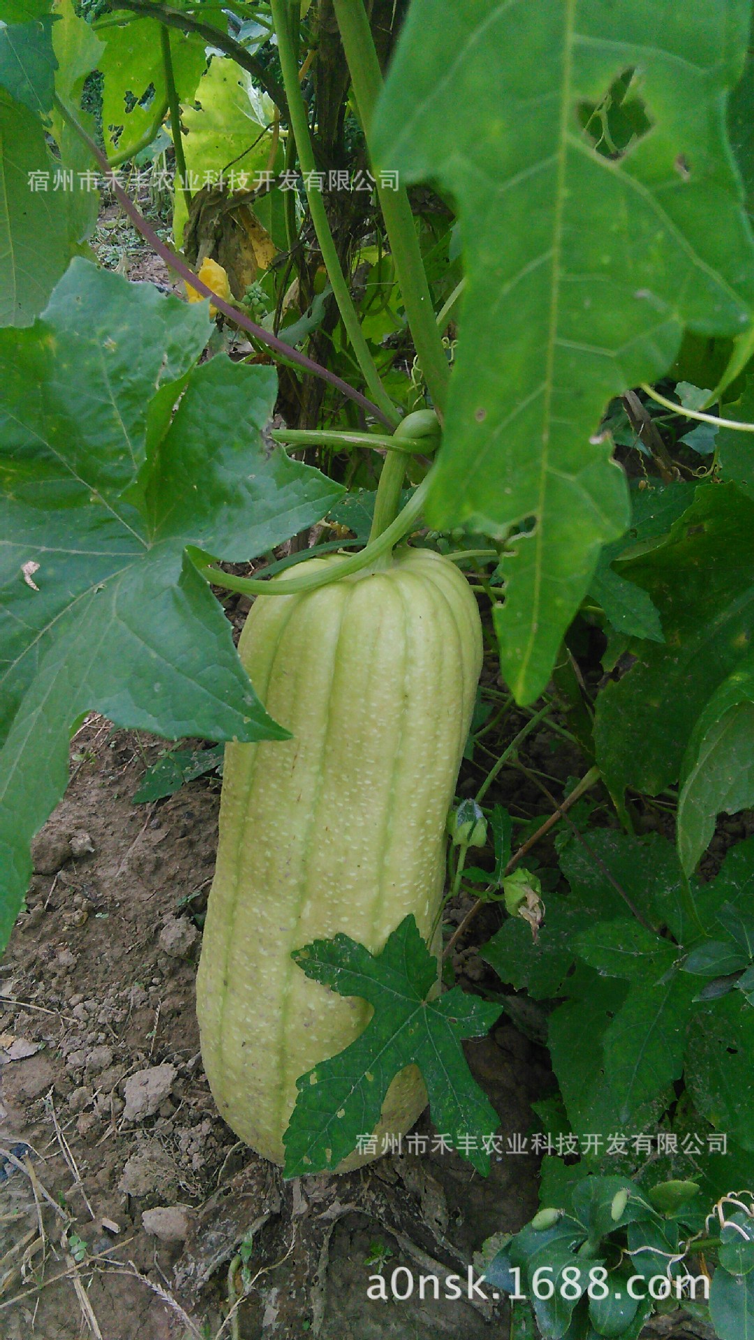 白玉香肉丝瓜种子