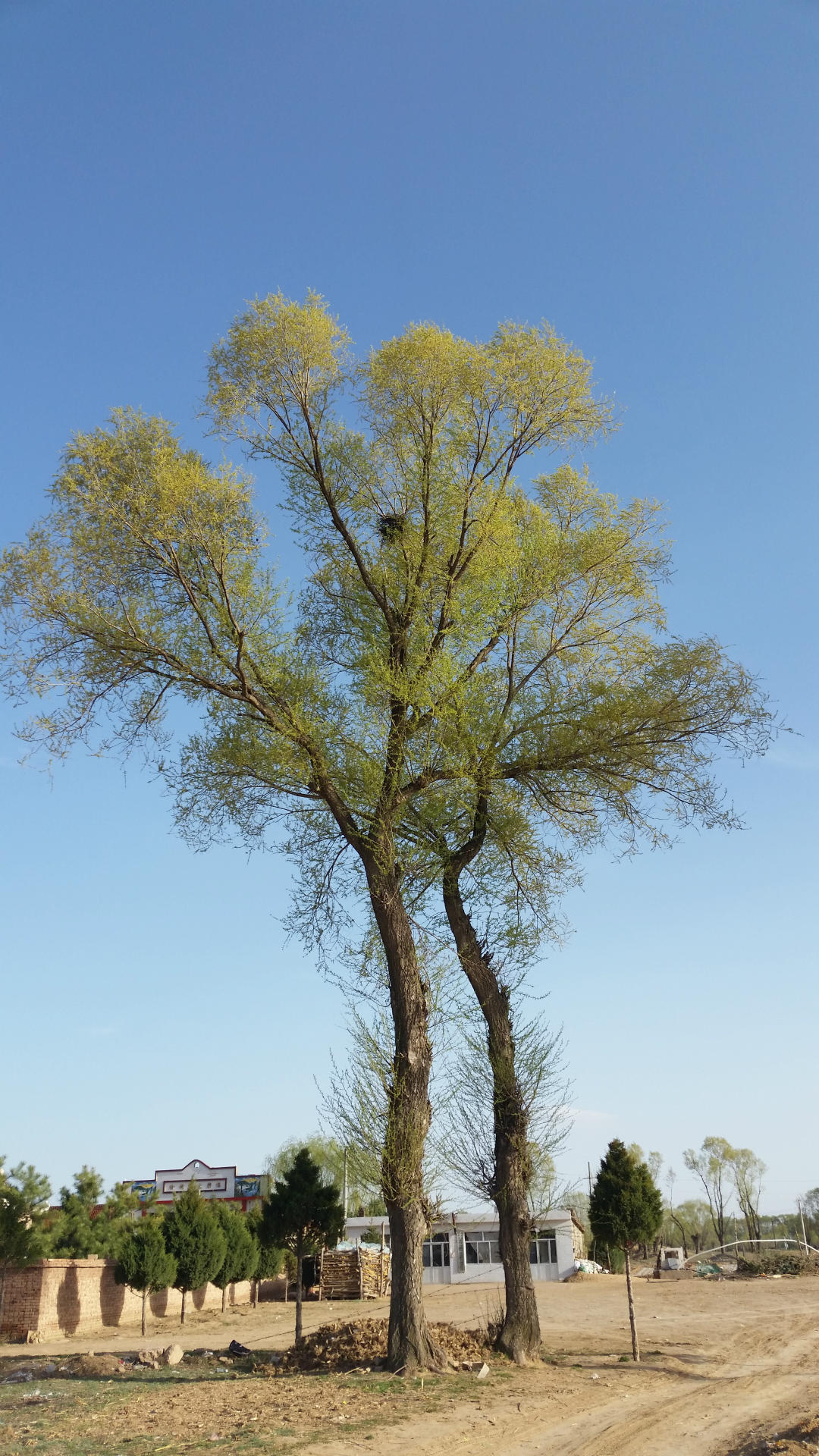 旱柳馒头柳出售陕西旱柳馒头柳出售榆林柳树供应