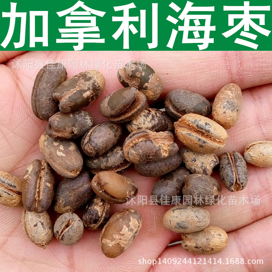 加拿利海枣种子 长叶刺葵 加拿利刺葵 槟榔竹种子 1件=1斤