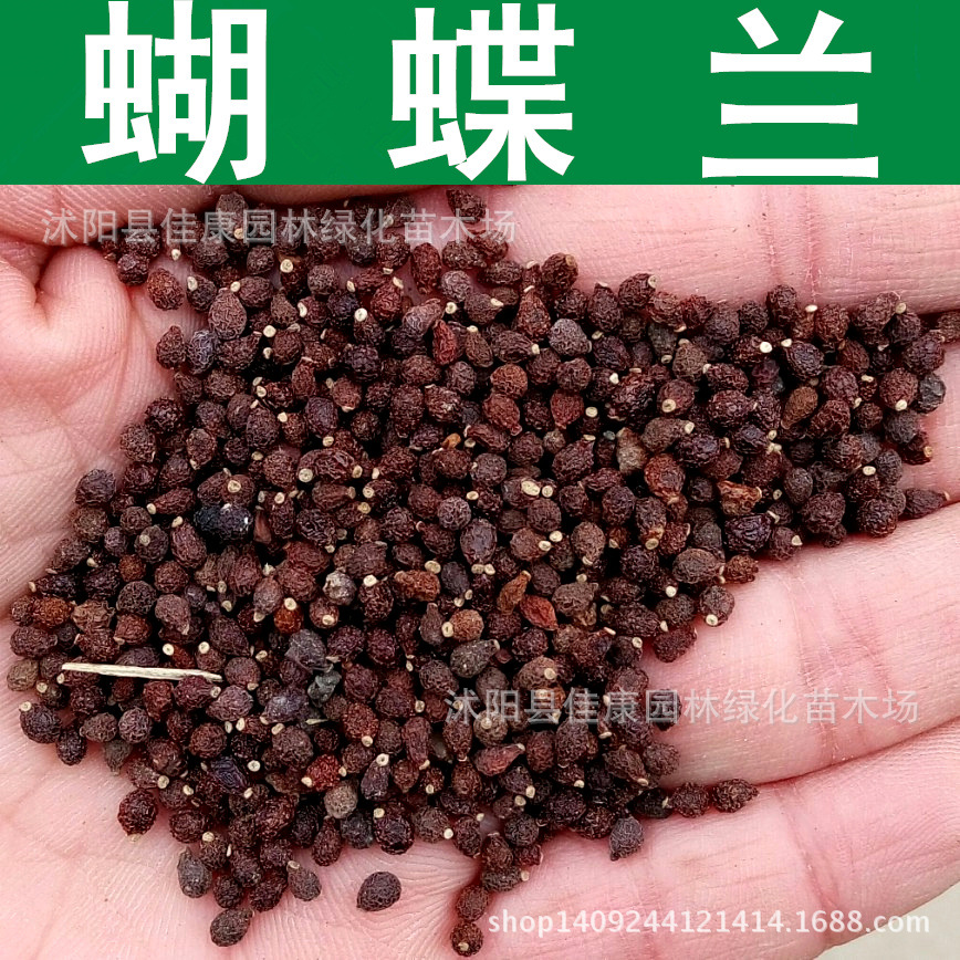 草花种子新采优质蝴蝶兰种子兰花燕尾蓝花蓝蝴蝶鸢尾种子燕尾兰