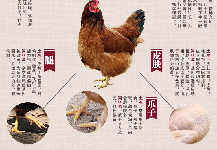 农家散养土鸡柴鸡下单现收现杀孕婴幼补品活鸡草鸡老母鸡公鸡