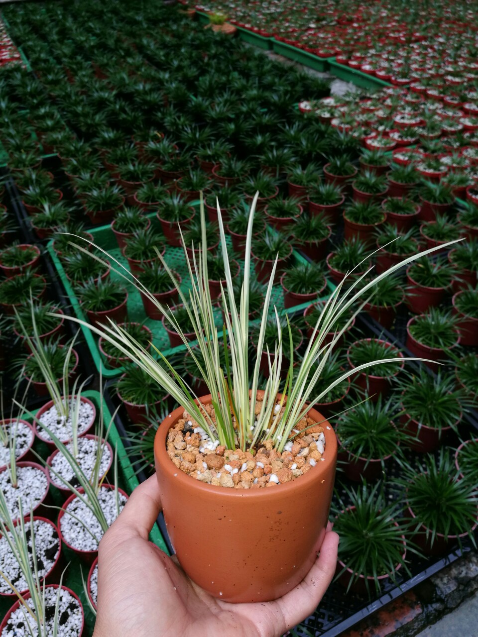 日本有栖川菖蒲菖蒲斑入菖蒲微型盆景清供兰花