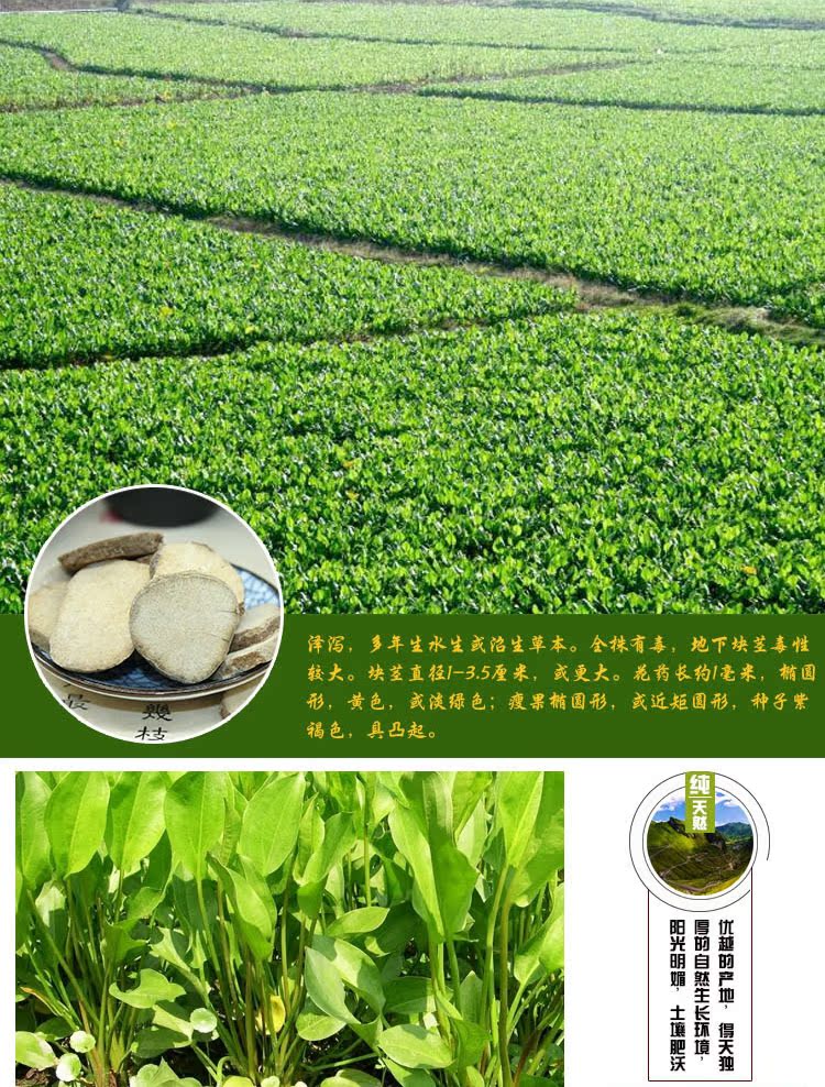 批发中药材泽泻片 各种规格 无硫无杂质产地直销 量大从优